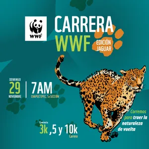 Imagen de Carrera Panda - Edición Jaguar WWF México